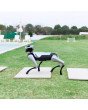 MagicDog EDU Roboterhund beim Bewegungstest auf Grasfläche